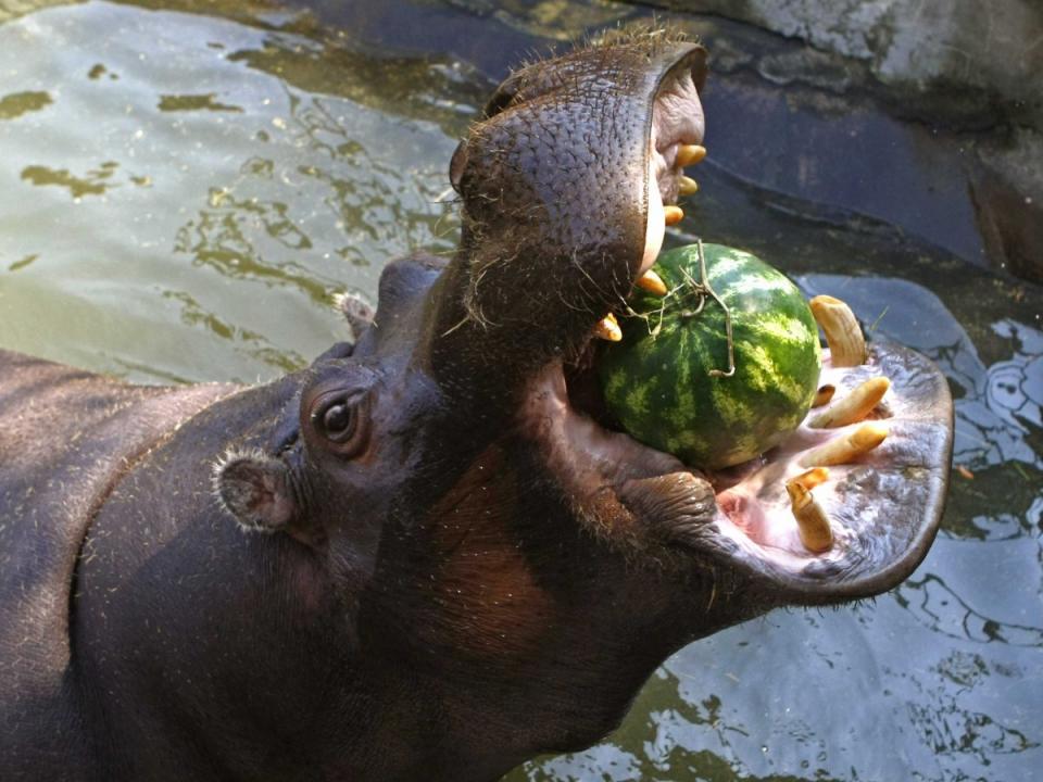 hippopotamus watermelon zoo