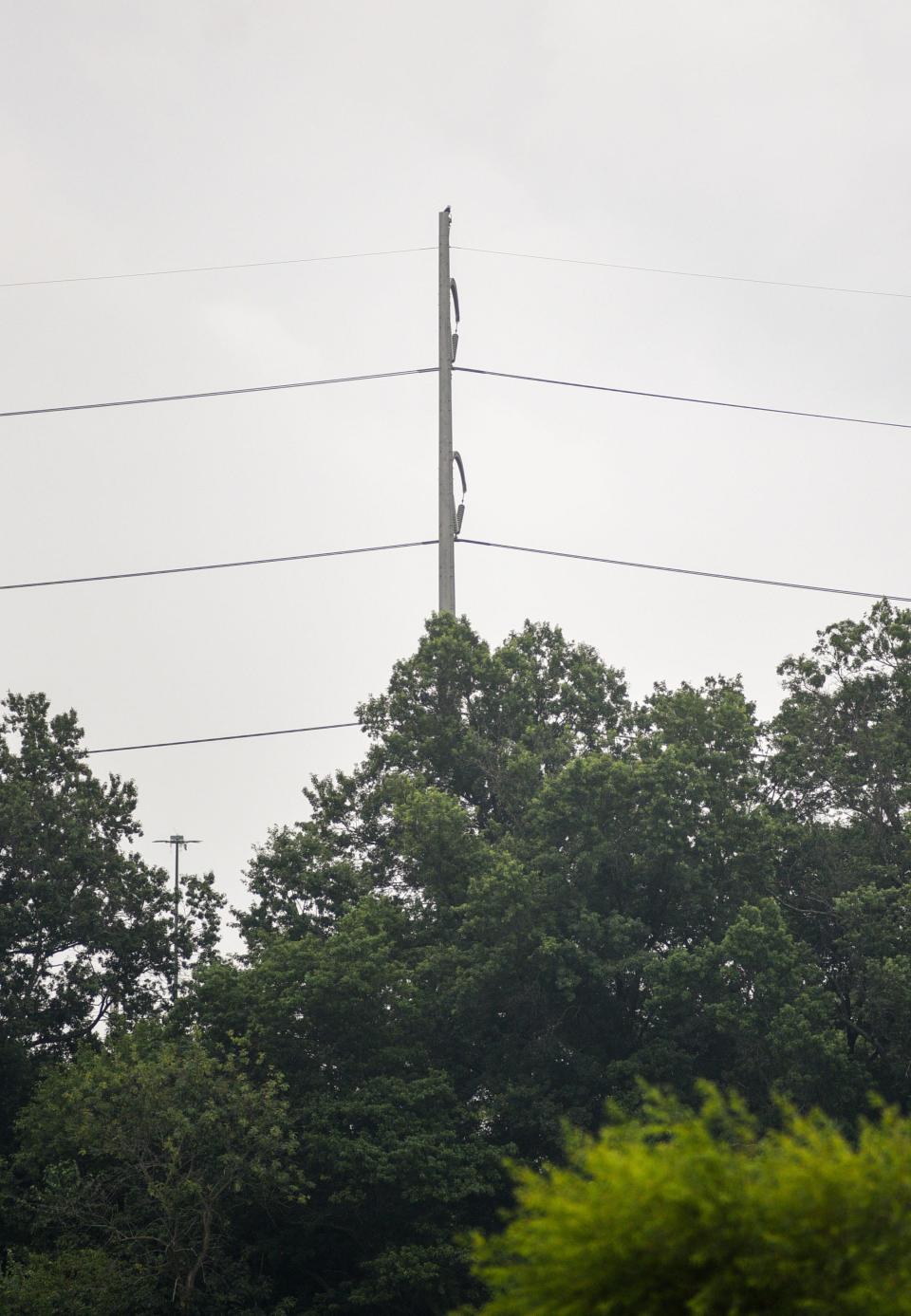 A bald eagle perched on a powerline post at the John Heinz National Wildlife Refuge in Philadelphia on Friday, Aug. 4, 2023.