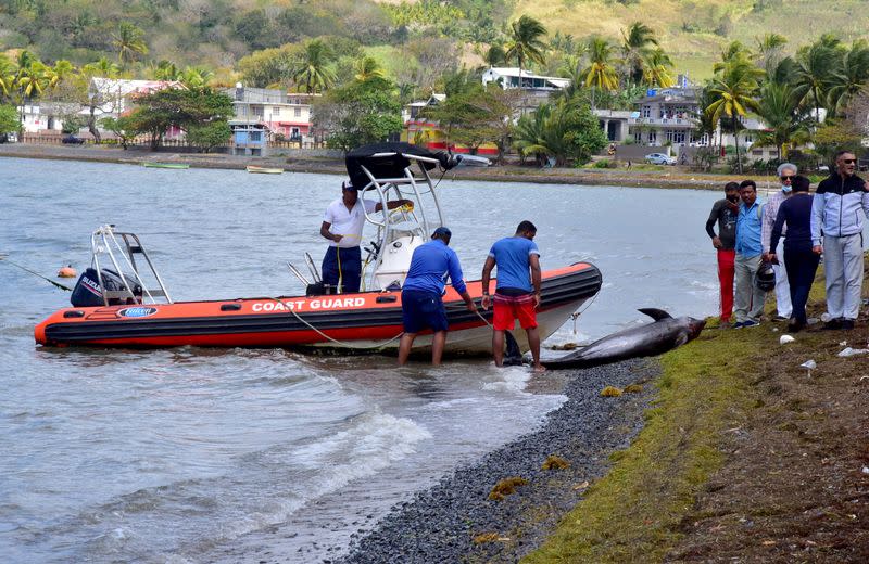 Workers load carcasses of dolphins that died and were washed up on shore at the Grand Sable