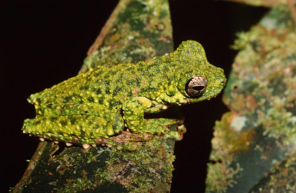 The red-bellied treefrog or Litoria haematogaster.