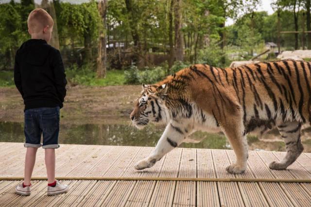 knowsley safari park half term offers