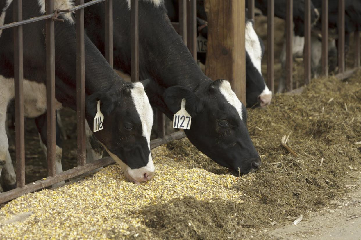 Cows eating hay and soy-based feed. <a href="https://flic.kr/p/fEhGSn" rel="nofollow noopener" target="_blank" data-ylk="slk:United Soybean Board/Flickr;elm:context_link;itc:0;sec:content-canvas" class="link ">United Soybean Board/Flickr</a>, <a href="http://creativecommons.org/licenses/by/4.0/" rel="nofollow noopener" target="_blank" data-ylk="slk:CC BY;elm:context_link;itc:0;sec:content-canvas" class="link ">CC BY</a>