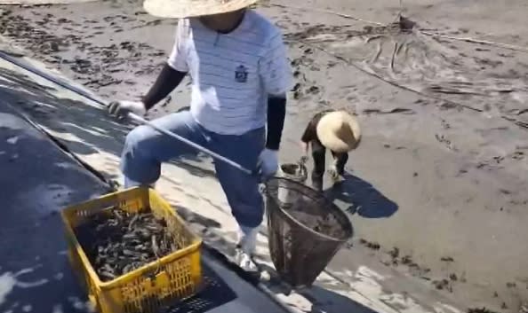 對蝦蟹傳染力、致死率極高的十足目虹彩病毒入侵台灣。（圖／東森新聞）