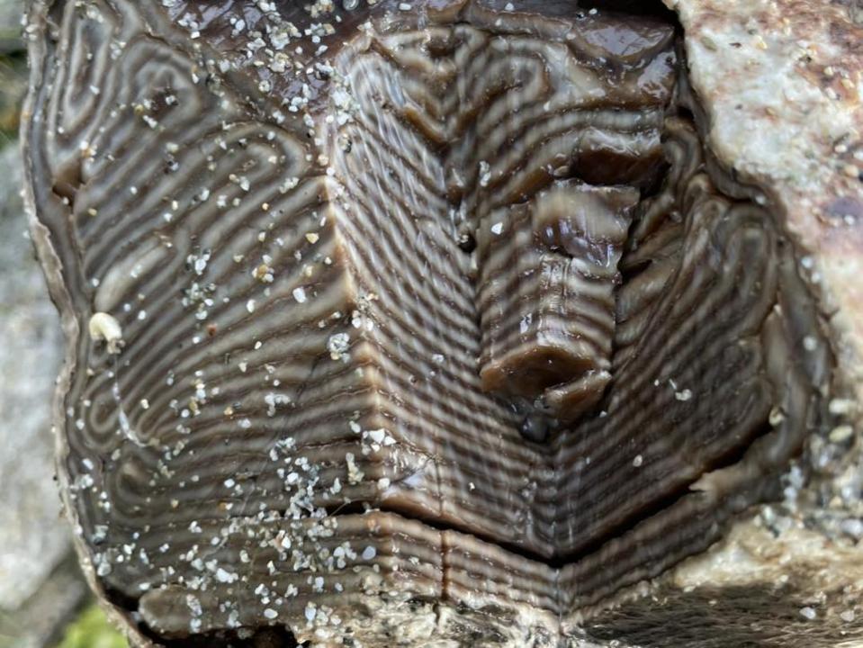 Paquete de Falmouth: algunos lectores piensan que el objeto podría ser ámbar gris, una sustancia cerosa producida por los cachalotes.