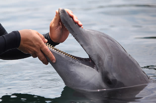 Each dolphin is assigned a specialist and the specialist needs to build trust between the dolphins and him/her. (Photo courtesy of Marine Life Park)