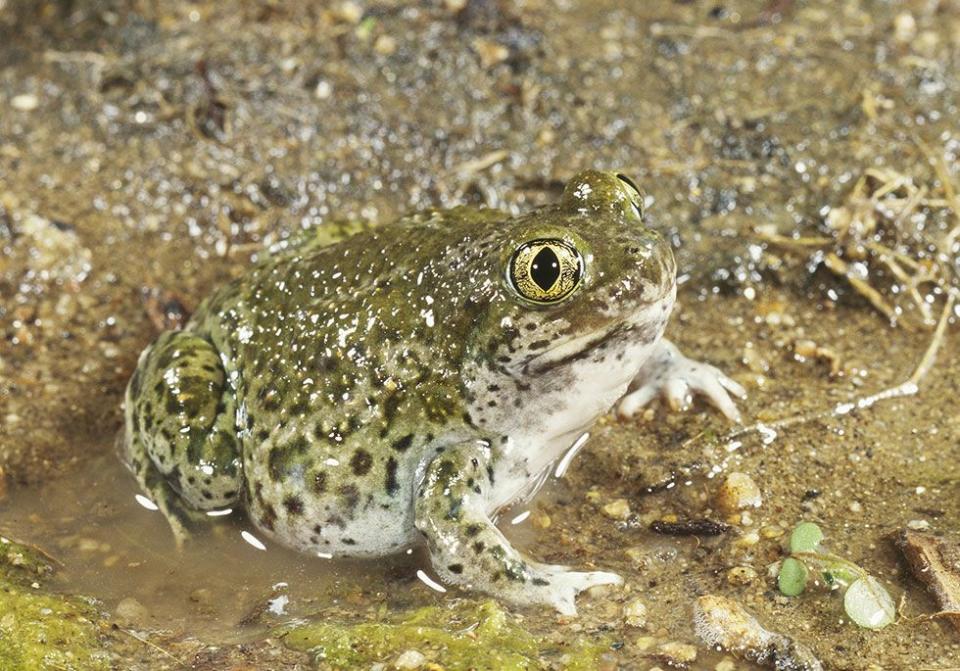 Arroyo Toad