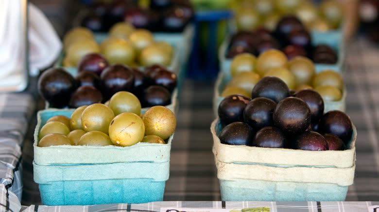 Scuppernong grapes and muscadine grapes