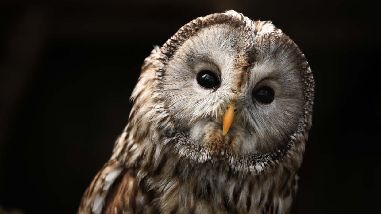 Tawny owl stock photo