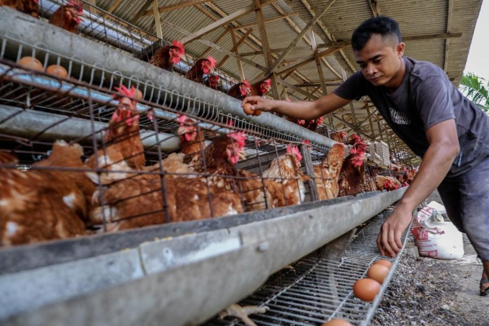 The majority of bird flu cases were found in Texas in the past month. NurPhoto via Getty Images