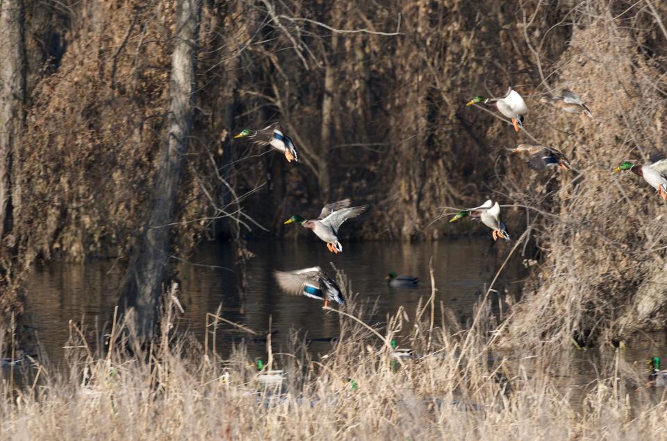 Hunting for waterfowl and most other game species is open in November across the Midwest.