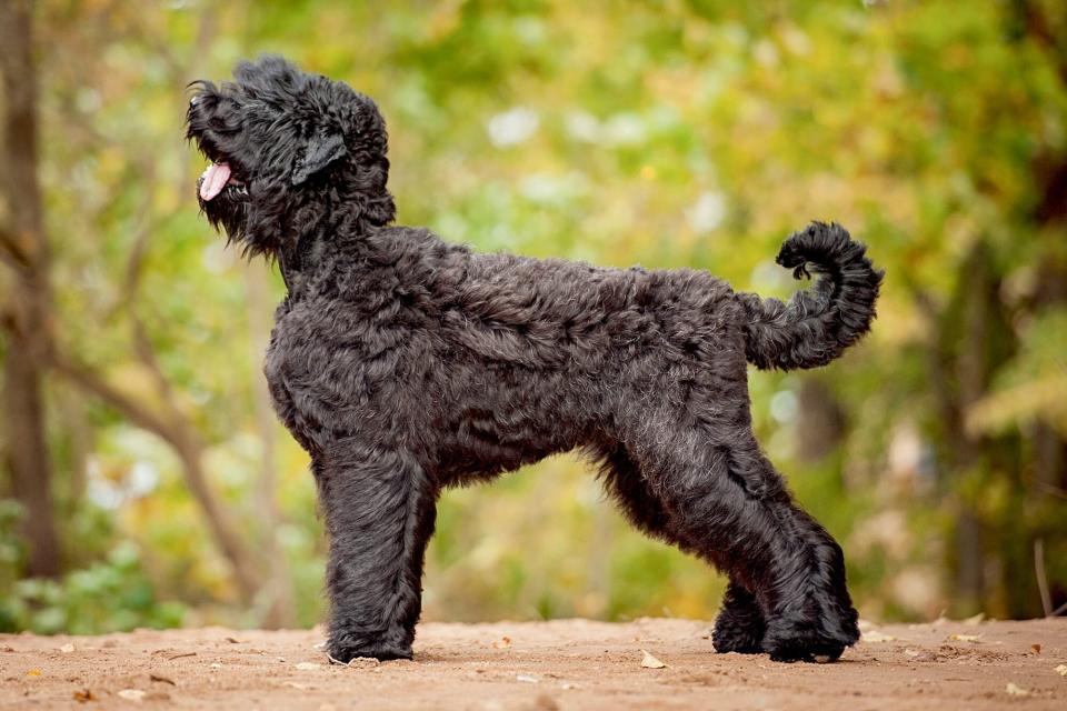 side view of black russian terrier standing outside