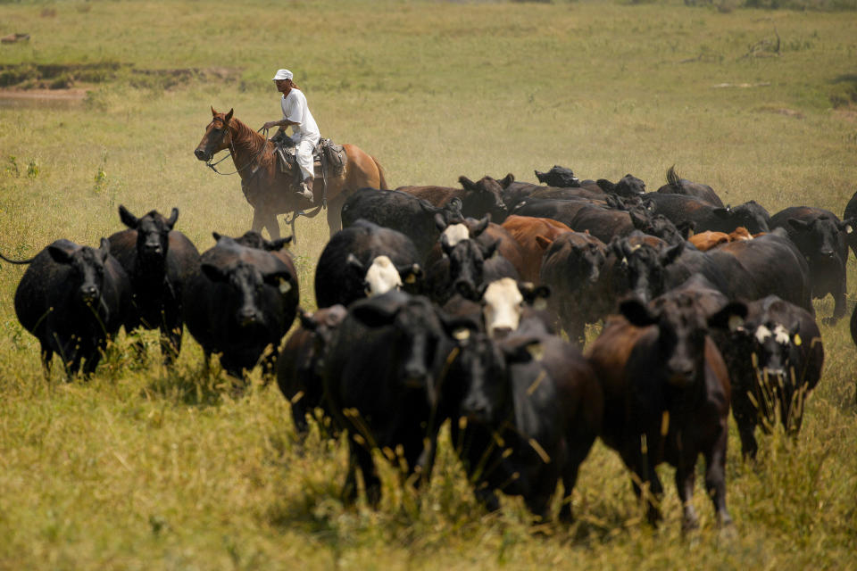 Prisoner Matthew Boivin moves cattle on horseback while working at the Cummins Unit of Arkansass Department of Corrections, Friday, Aug. 18, 2023, in Gould, Ark. The U.S. has a history of locking up more people than any other country, and goods tied to prison labor have morphed into a massive multibillion-dollar empire, extending far beyond the classic images of people stamping license plates or working on road crews. And though it often takes circuitous routes, food produced behind bars quietly ends up in most American kitchens. (AP Photo/John Locher)