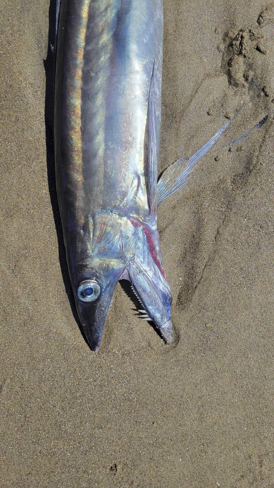 This photo provided by Miranda Crowell shows a lancetfish that washed ashore on the 72nd street beach entrance and the cove in Roads End, Lincoln City, Ore., on April 28, 2023. Several whip-like fish with fanged jaws and huge eyes that can dwell more than a mile deep in the ocean have washed up along a roughly 200-mile (322-kilometer) stretch of Oregon coastline, and it's unclear why, scientists and experts said. (Miranda Crowell via AP)