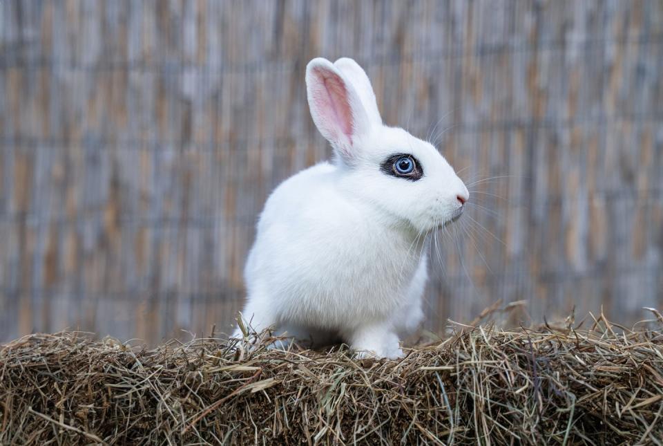 cute orange and white fuzzy tiny rabbit sitting outside facing camera