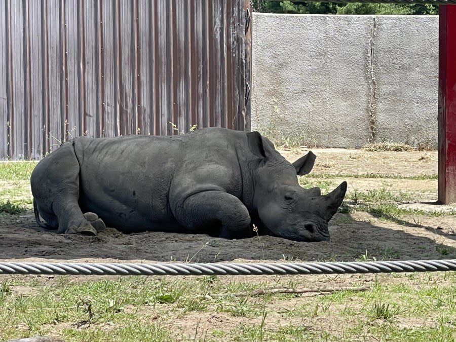 Kito the rhinoceros relaxes in the shade at Niabi Zoo (photo by Linda Cook.)