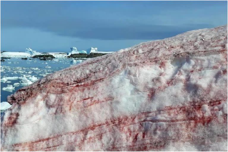 Las algas de nieve en la Antártida se encuentran desde la primavera hasta el verano