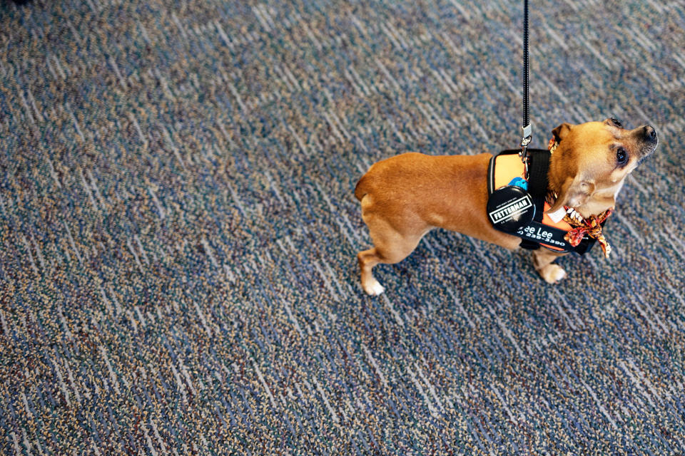 A dog wearing a pin for Democratic candidate for US Senate Lt. Governor John Fetterman is pictured in the Luzerne County Democratic Party office on Nov. 3, 2022, in Wilkes-Barre, Pennsylvania.