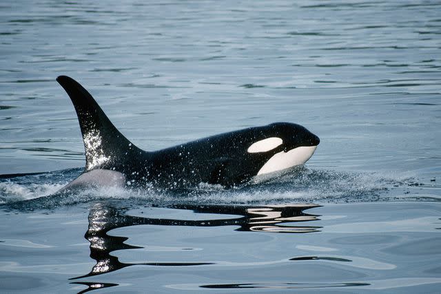 <p>Getty</p> A stock photo of an orca whale