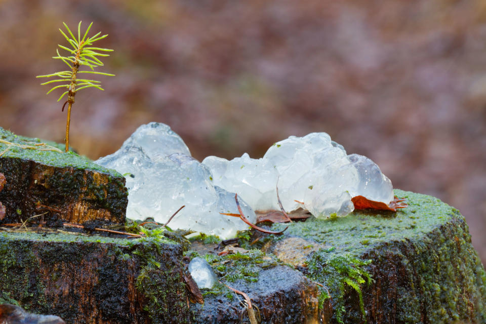 A transluscent jelly sitting on a tree stump