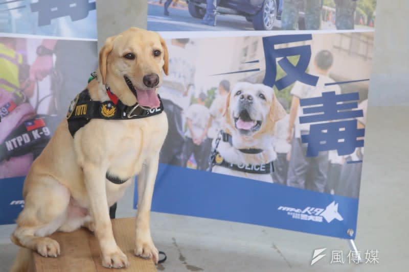 20220701-新北市警犬隊專訪，緝毒犬Yutu。（顏麟宇攝）