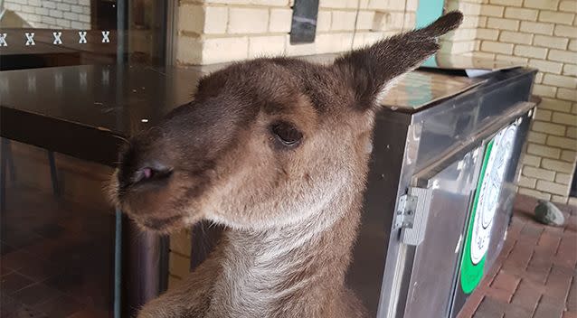 The tavern staff have been told they can no longer feed the kangaroos. Source: Supplied / Megan Braid