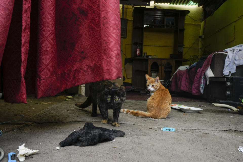 The cats of Victoria Azevedo stand inside her improvised home built on an empty lot on the bank of a water canal in Santiago, Chile, Wednesday, May 15, 2024. “It's dangerous,” said the Chilean homeless mother of two about life on the streets. “If you are a woman and have children, it’s worse.” (AP Photo/Esteban Felix)