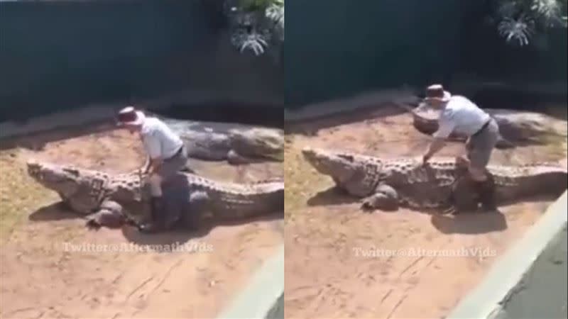 馴獸師騎鱷魚，10秒後悲劇。（圖／翻攝自推特That Guy Shane）