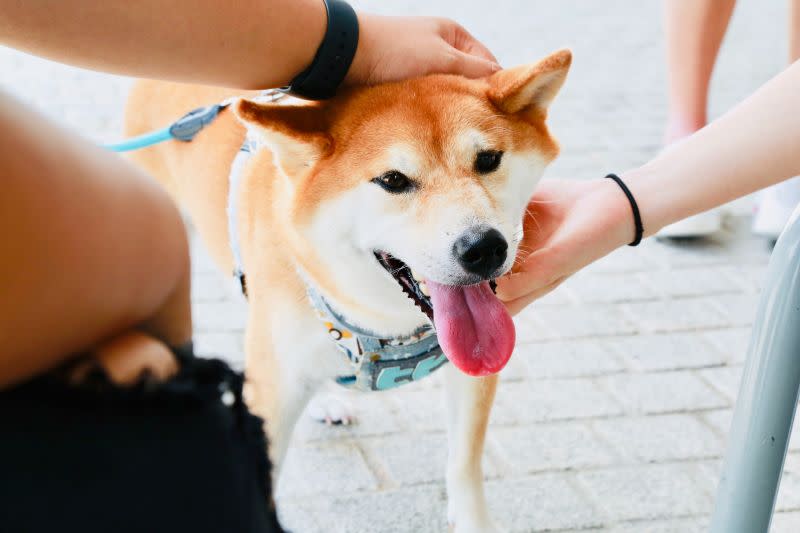 ▲原PO好奇「為何台灣人超愛養柴犬」，而真實原因曝光後，全場也認了。（示意圖／取自unsplash）