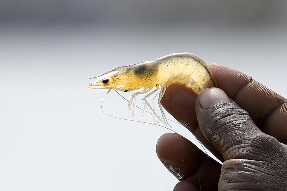 A worker performs a routine check of shrimp at a hatchery in Nagulapally village, Uppada, Kakinada district, Andhra Pradesh, India, Saturday, Feb. 10, 2024. (AP Photo/Mahesh Kumar A.)