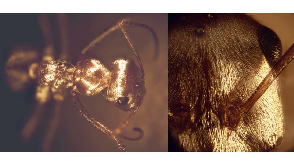 Close up of the Saharan silver ant (Cataglyphis bombycina). They have a silky, silvery coat.