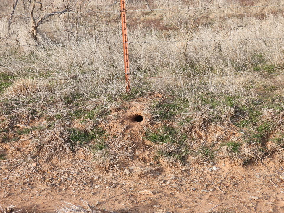 Texas kangaroo rat burrow seen in a pasture in Iowa Park. These animals like to build in well-drained, elevated clay soils.