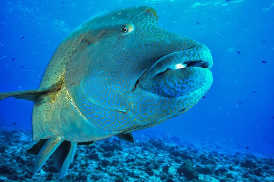 Humphead Wrasse