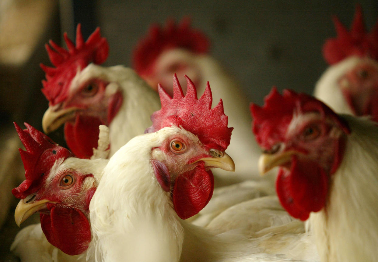JDie Weltgesundheitsorganisation (WHO) veröffentlichte eine Stellungnahme, in der sie sich äußerst besorgt über die Ausbreitung der Vogelgrippe zeigte (Symbolbild: Getty).