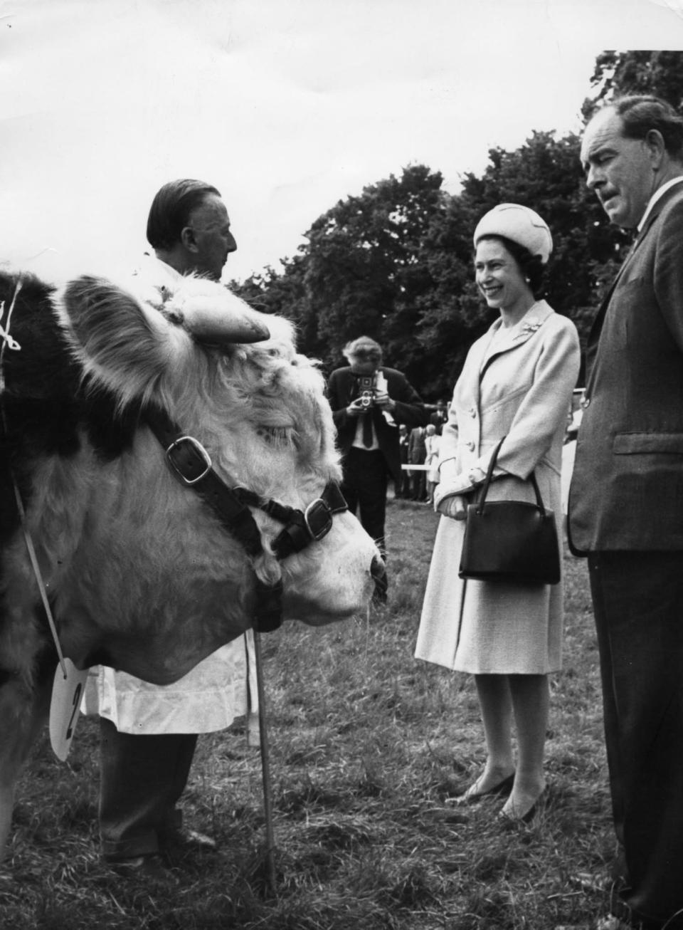 <p>A Hereford bull greets the Queen during a trip to Malvern, Worcestershire. (PA Archive) </p>