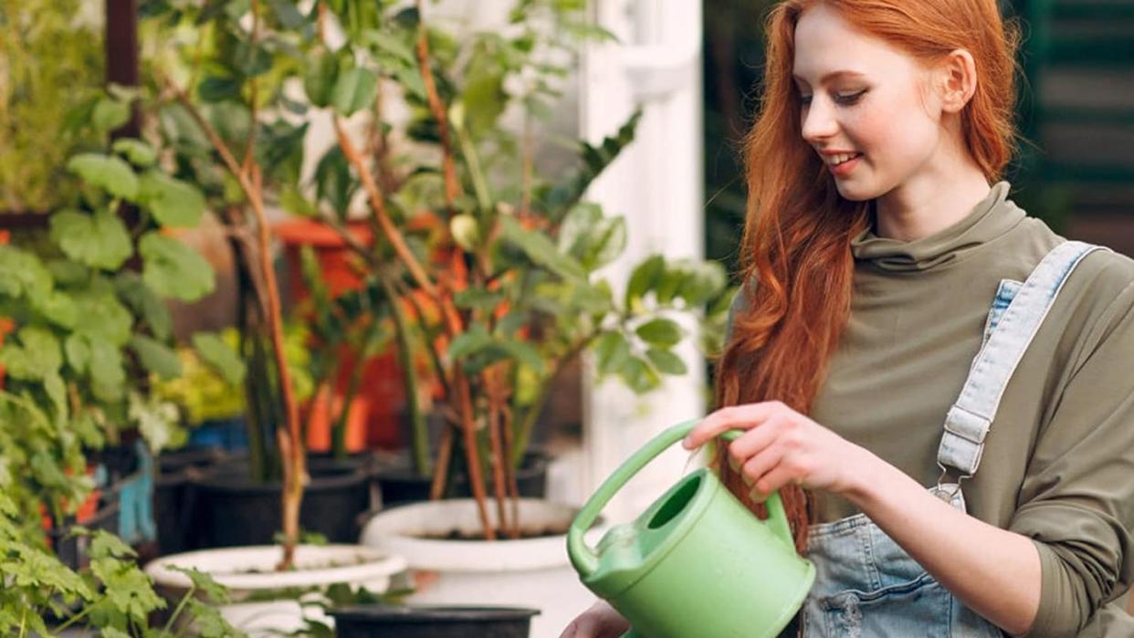 quarut whiskey barrel plant pots