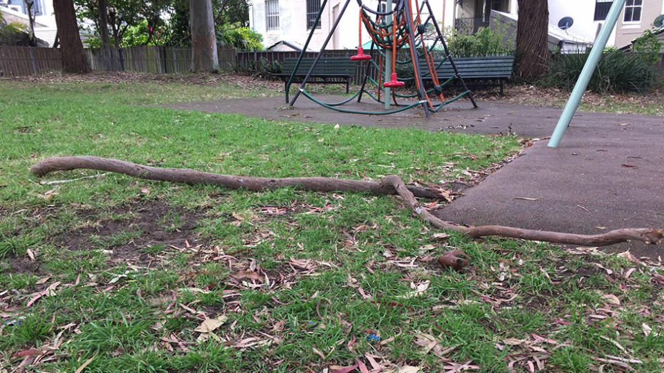 Photo of one of the branches which has fallen into the park