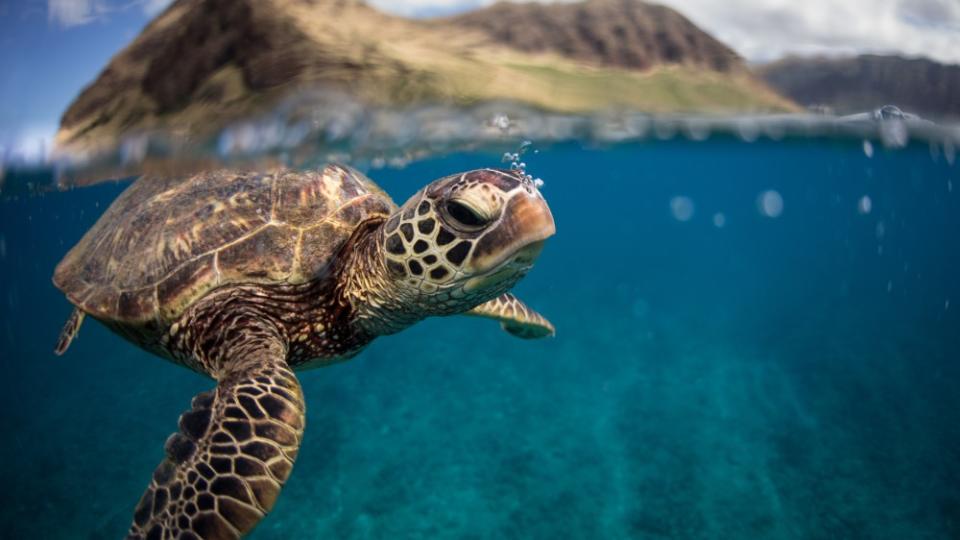 Great Barrier Reefs