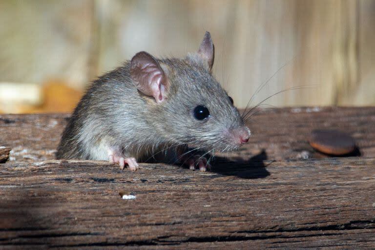 La fiebre hemorrágica argentina, también conocida como Mal de los Rastrojos, es transmitida por los roedores