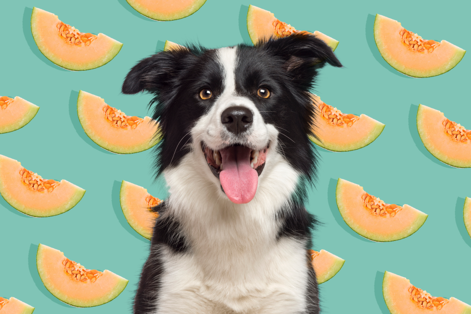 dog with background of cantaloupe slices; can dogs eat cantaloupe