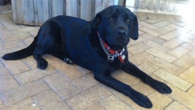 Police say the six-year-old family pet never showed any signs of aggression. Photo: Victorian Police