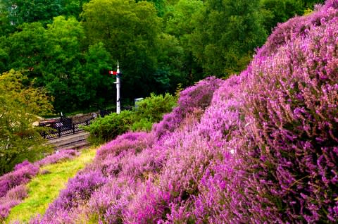 It's a heather wonderland in August - Credit: GETTY