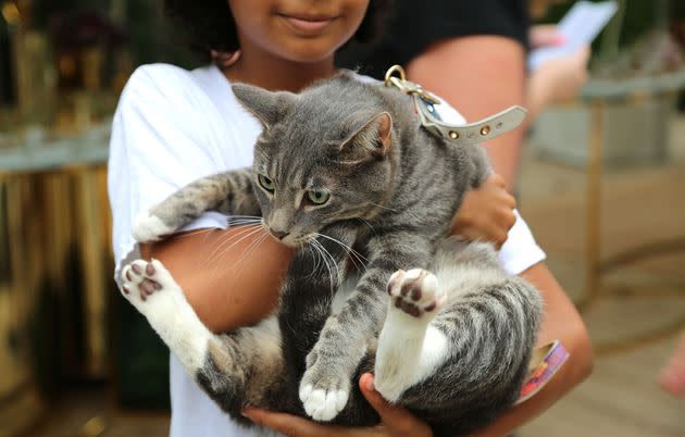 An 11-year-old holds his cat, Tsar, a 4-year-old Arabian mau, in New York City on Monday.