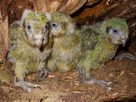 Kakapo parrot chicks are seen in this undated social media photo obtained April 18, 2019, in an undisclosed location in New Zealand. DEPARTMENT OF CONSERVATION NEW ZEALAND/ via REUTERS.