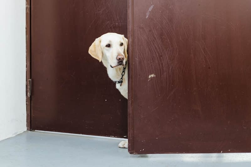 新北市消防局搜救犬「木蘭」曾參與多次救難任務，但在2022年間確診罹癌，至今年4月不敵病魔離世。圖為木蘭從門後探出頭的可愛模樣。（圖／新北市消防局提供）