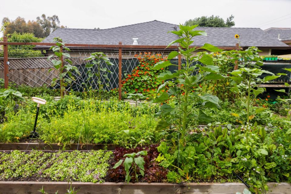 A garden full of lush green plant life.