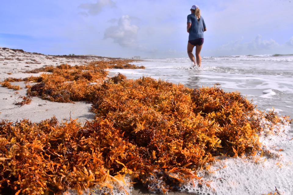 Brevard beaches were lined with a seasonal seaweed for the Fourth of July weekend. The weed is not considered a health issue, but more of a nuisance. There have also been reports of red drift algae washing ashore.