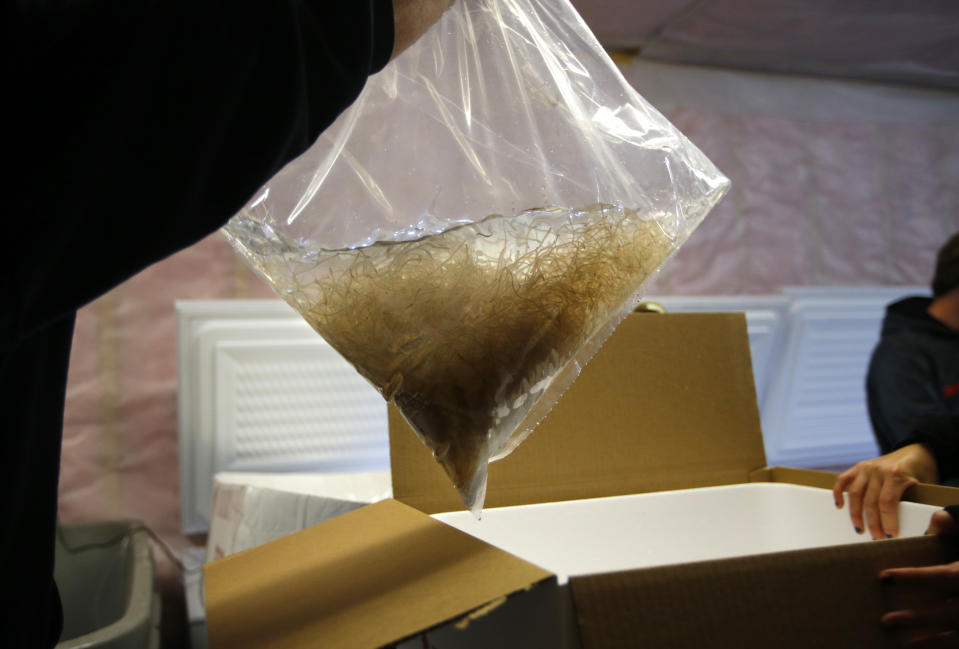 FILE - In this Sunday, May 5, 2019 file photo, a bag of baby eels is prepared for packing in Waldoboro, Maine. The eels are shipped to aquaculture farms in Asia. The tiny fish are crucial to the worldwide sushi supply chain and they are caught only by Maine fishermen.(AP Photo/Robert F. Bukaty, files)