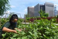 El verde de este huerto en el que se cultiva romero, berenjenas, plátanos o papaya contrasta con el gris de los rascacielos que inundan esta ciudad-estado, uno de los principales centros financieros del mundo. (Foto: Roslan Rahman / AFP / Getty Images).