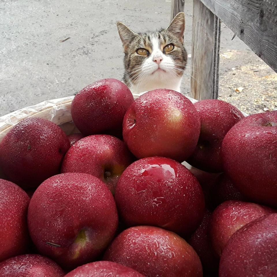 Terhune Orchards' farm cat Gingersnap stands behind a crate of apples.