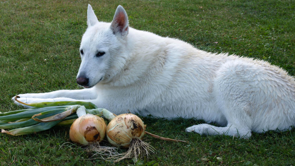 Dog sitting beside 2 harvested onions